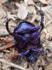 Anoplotrupes stercorosus